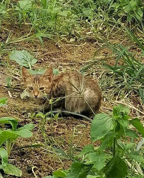 是谁抛弃了你,流浪猫是什么歌(是谁抛弃了你,流浪猫和狗)