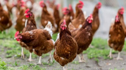 农村创业养鸡，什么是养鸡最好的饲料？这个饲料配方，增重又抗病