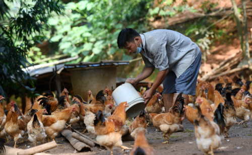 农村创业养鸡，什么是养鸡最好的饲料？这个饲料配方，增重又抗病
