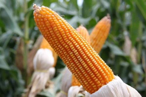 听说玉米“去雄”能增产，为什么绝大多数农民不愿做？答案很无奈