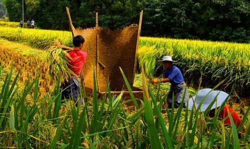 若稻谷卖“20元一斤”，你会回农村种田吗？真的如想象得美好吗？