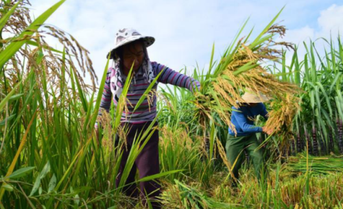 若稻谷卖“20元一斤”，你会回农村种田吗？真的如想象得美好吗？