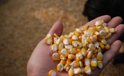 种植玉米，如何挑选高产玉米种子？老农：品种和种植技巧都很重要