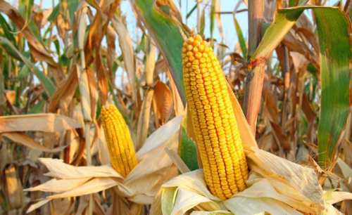 种植玉米，如何挑选高产玉米种子？老农：品种和种植技巧都很重要
