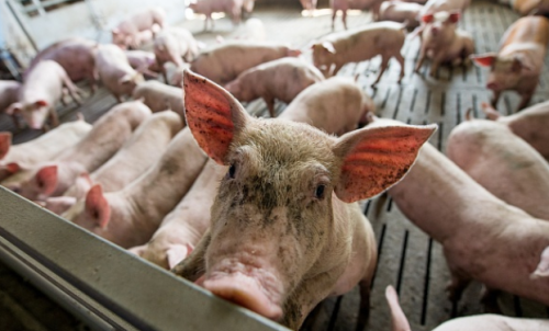 育肥猪用什么料喂猪长得比较快？浓缩料和全价料哪个料？这样选择