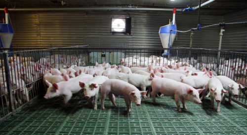 育肥猪用什么料喂猪长得比较快？浓缩料和全价料哪个料？这样选择