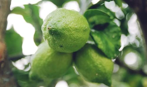 四季柠檬树种植技术(四季柠檬树怎么养殖)
