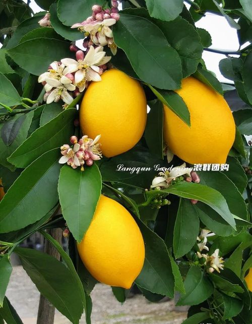 四季柠檬树种植技术(四季柠檬树怎么养殖)