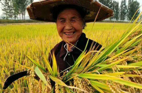 农民为什么“把早稻卖掉，把晚稻留给自己吃”？看了就知道了
