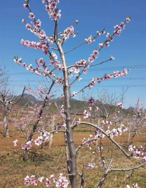 又是桃花盛开时，四月中桃花争艳 丰收年硕果香