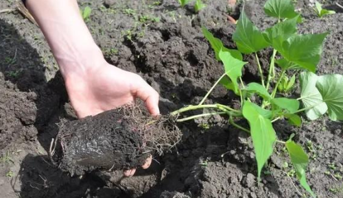 农村种植，为什么“提倡栽红薯时埋叶”？原来还有这种作用