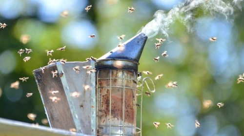 什么药“能引来蜜蜂”？老蜂农：最好用的是这个东西