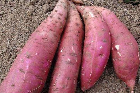 俗语“红薯没有巧，只要插秧早”有道理吗？什么时候栽种比较好？