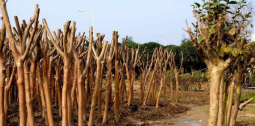 农村兴起“种树热”，好端端的土地，为啥不种粮食种树？