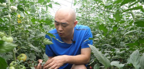 种植“大白菜喷醋”能增产，1斤醋加多少水？该注意什么？