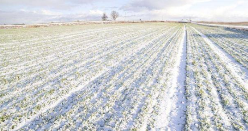 “冬盖三层被，来年枕着馒头睡”，下雪对冬小麦丰收有多大帮助？