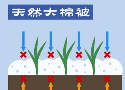 “冬盖三层被，来年枕着馒头睡”，下雪对冬小麦丰收有多大帮助？