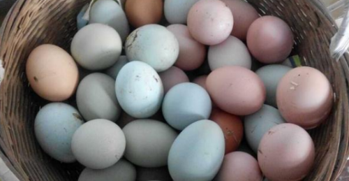 “绿壳鸡蛋”是什么？与普通鸡蛋相比有何不同？原来是这么回事