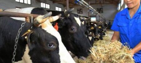 农村养牛，给牛吃什么饲料“长得快”？养殖户：科学喂牛很关键
