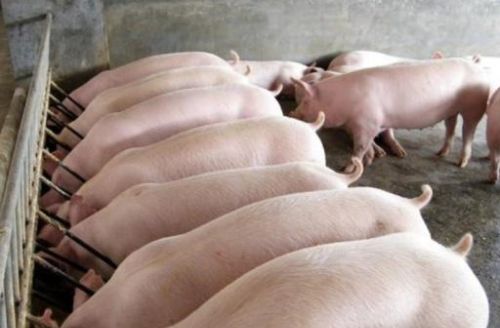 在农村养殖，用什么“饲料喂猪最好”？这些方法教大家降低成本