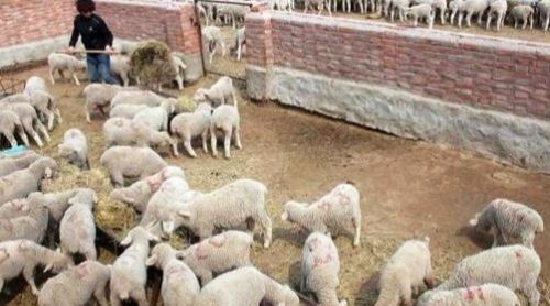 在农村，“养牛和养羊”哪个赚钱？听完内行人分析，知道怎么选了