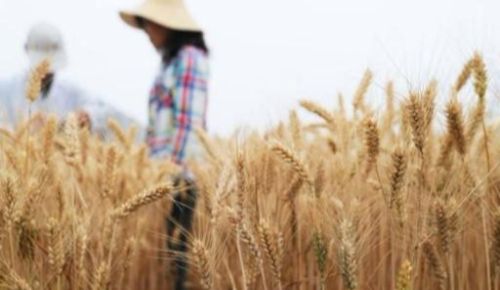 年后什么时候给“小麦上肥最高产”？很多农民拿不准，答案在此
