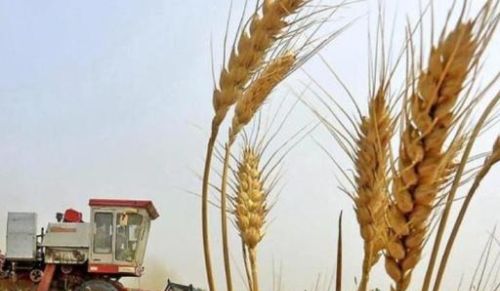 小麦种是“年年换好”还是用“自留种”？听了专家分析，不再纠结