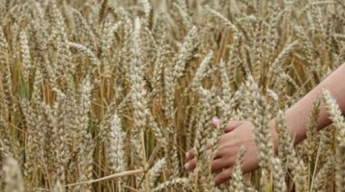 小麦什么时候“播种”最合适，有利于小麦高产？看看专家怎么建议