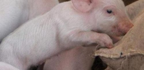在农村，养猪喂玉米为什么长得慢？怎么用玉米喂猪？原来有这讲究