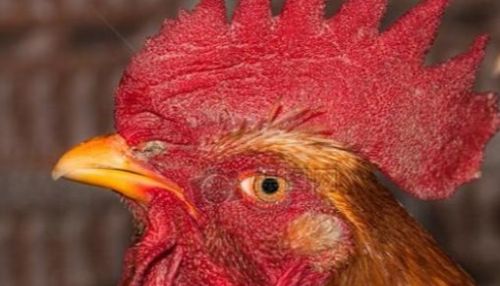 老话常说“十年鸡头胜砒霜”，鸡冠到底能不能吃？真的有毒吗？