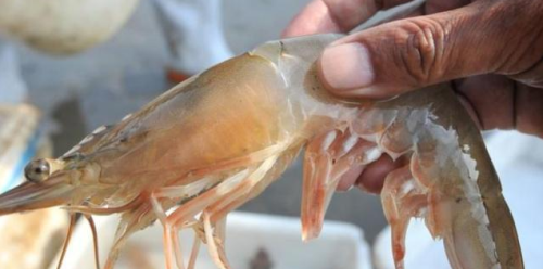 “人工养殖的虾”和“野生虾”有什么区别？教你如何快速区分