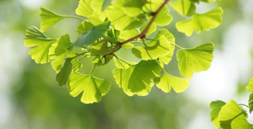 银杏的花语优美句子(银杏的花语是)