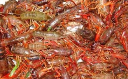 为什么“小龙虾能在臭水沟生存，而在养殖中，死亡率那么高”？