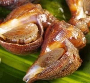 四种海螺的做法,你最喜欢哪一种食物(四种海螺的做法,你最喜欢哪一种呢)