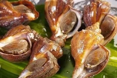 四种海螺的做法,你最喜欢哪一种食物(四种海螺的做法,你最喜欢哪一种呢)