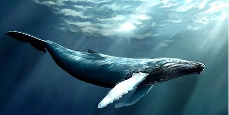 鲸鱼用肺呼吸为什么不会淹死(鲸鱼既然用肺呼吸为什么生活在海里)
