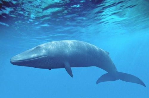 鲸鱼用肺呼吸为什么不会淹死(鲸鱼既然用肺呼吸为什么生活在海里)