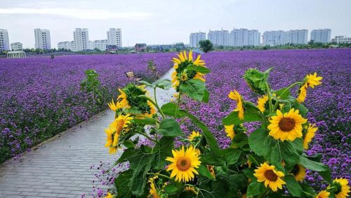 今年夏天热不热？谷雨节气早知道，看老祖宗的俗语怎么说？