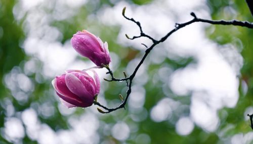 今年夏天热不热？谷雨节气早知道，看老祖宗的俗语怎么说？