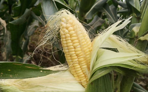 农村玉米收购价多少钱一斤(农村收购玉米多少钱)