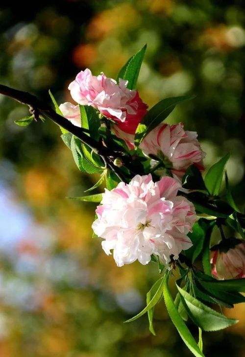 芬芳的鲜花是什么意思(芬芳的花朵)