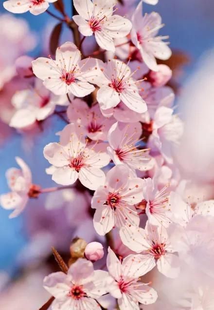 芬芳的鲜花是什么意思(芬芳的花朵)