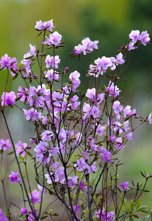 芬芳的鲜花是什么意思(芬芳的花朵)