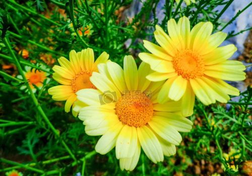 芬芳的鲜花是什么意思(芬芳的花朵)