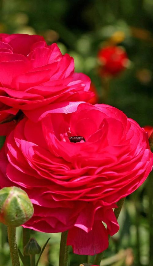 芬芳的鲜花是什么意思(芬芳的花朵)