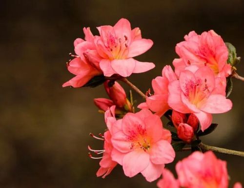 芬芳的鲜花是什么意思(芬芳的花朵)