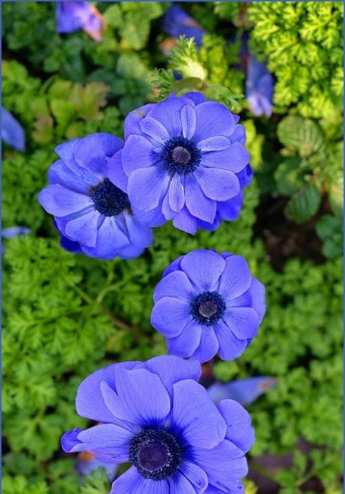 芬芳的鲜花是什么意思(芬芳的花朵)