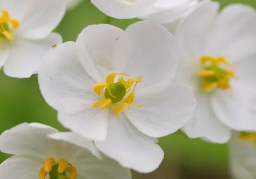 芬芳的鲜花是什么意思(芬芳的花朵)