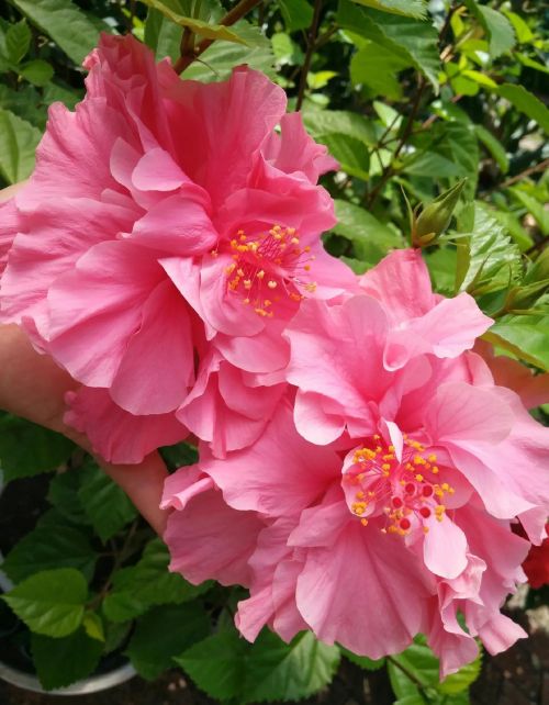 芬芳的鲜花是什么意思(芬芳的花朵)