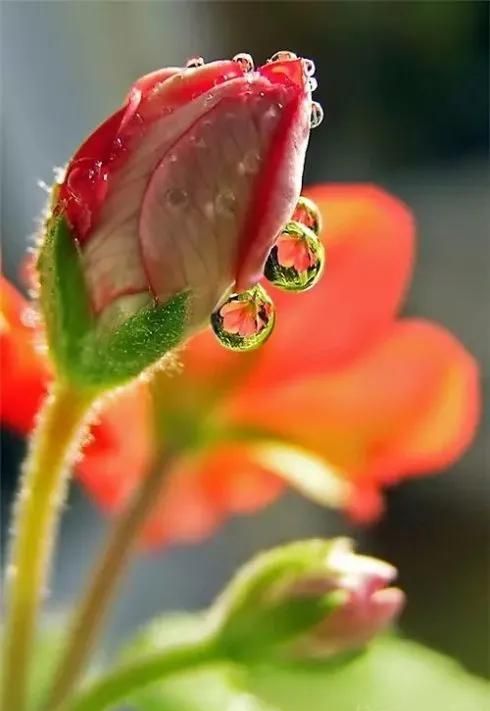 芬芳的鲜花是什么意思(芬芳的花朵)